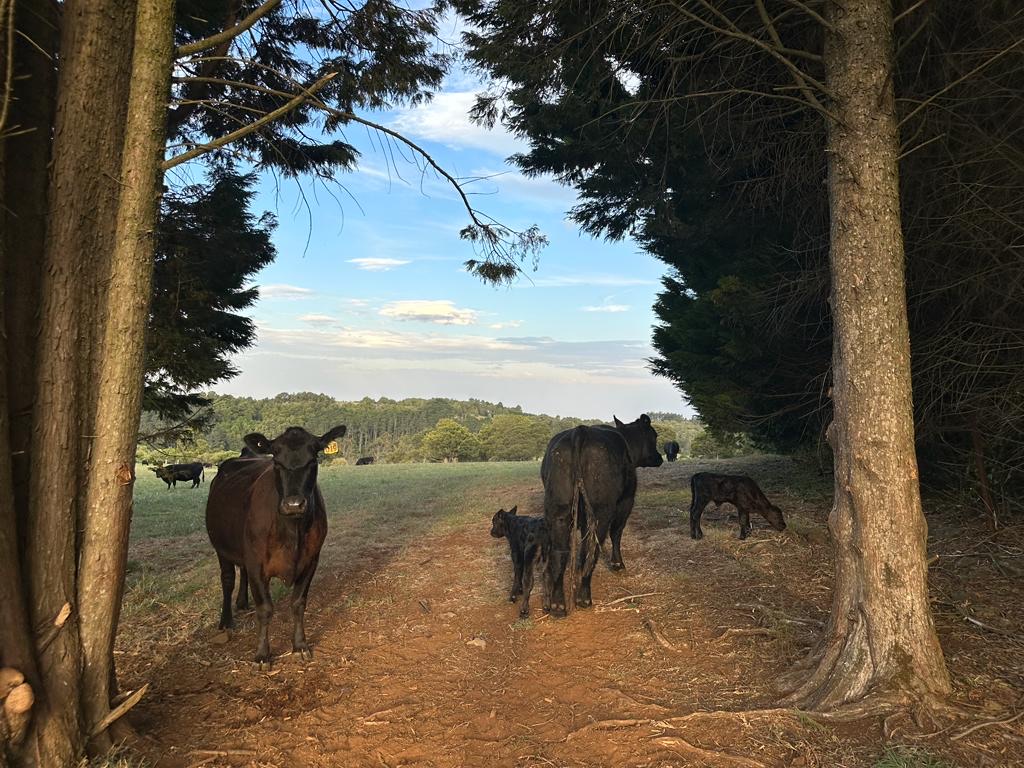 Our cows - Mountain View Angus