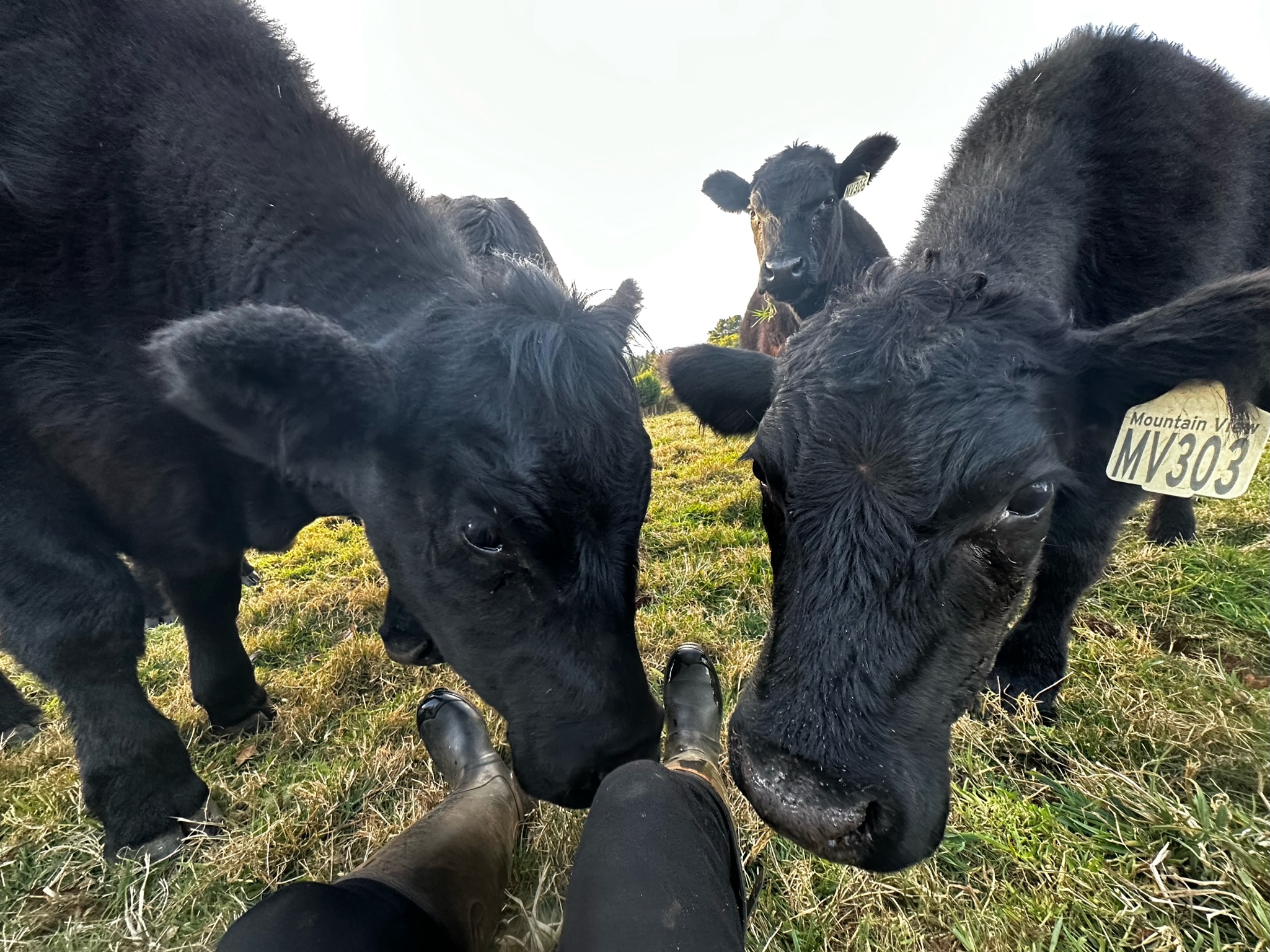 Our Farm - Mountain View Angus
